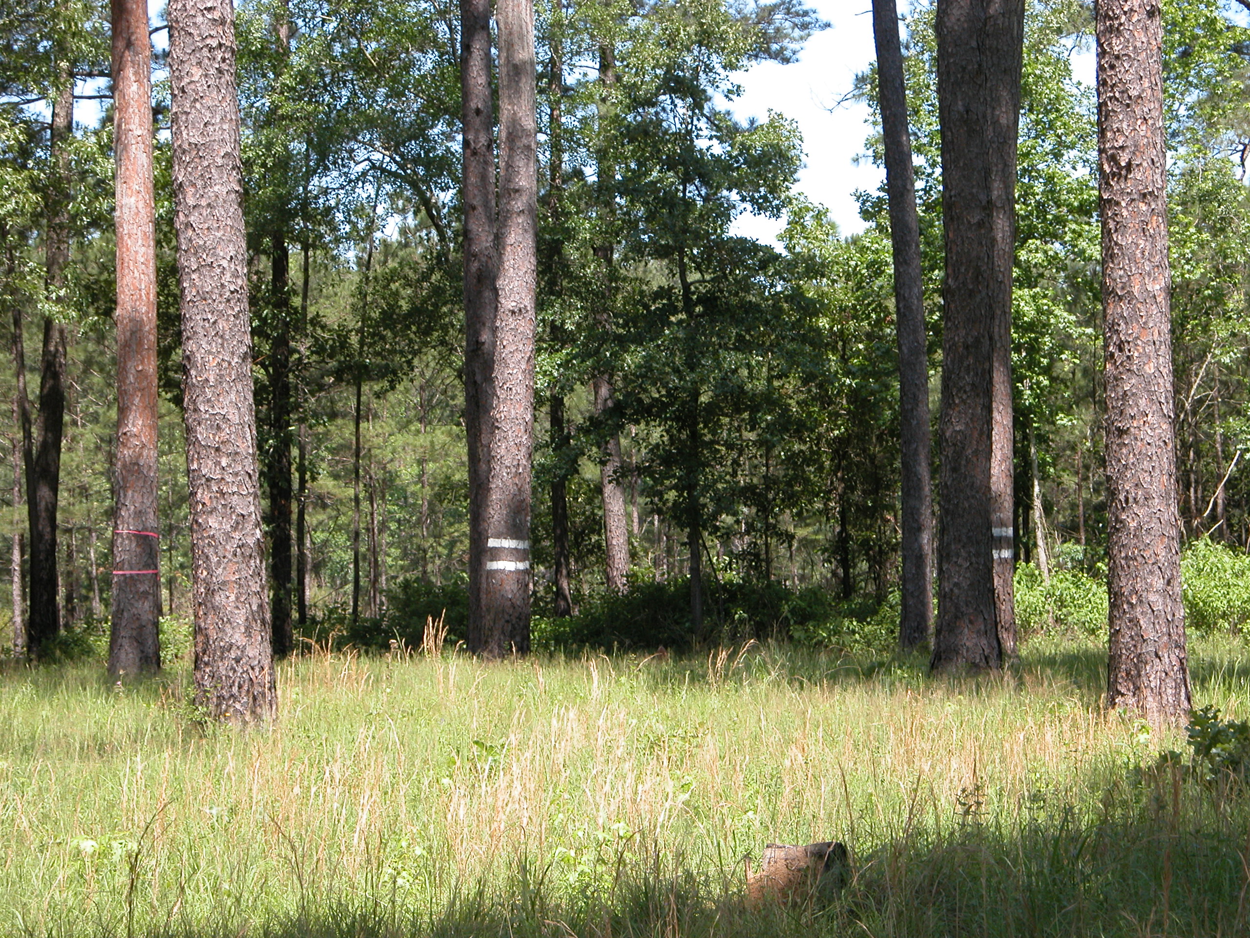 Prescribed burns, pests, taxes featured at virtual forestry forum